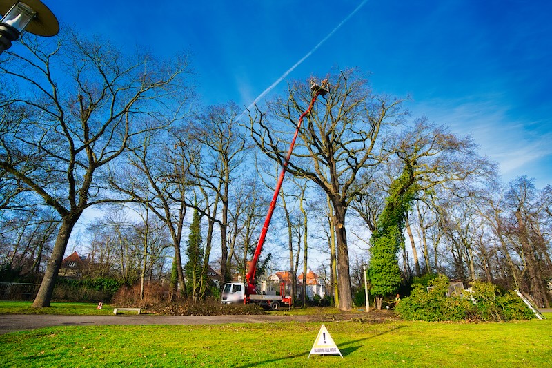 Baumpflege Fleischer - Baumpflege Agrapark